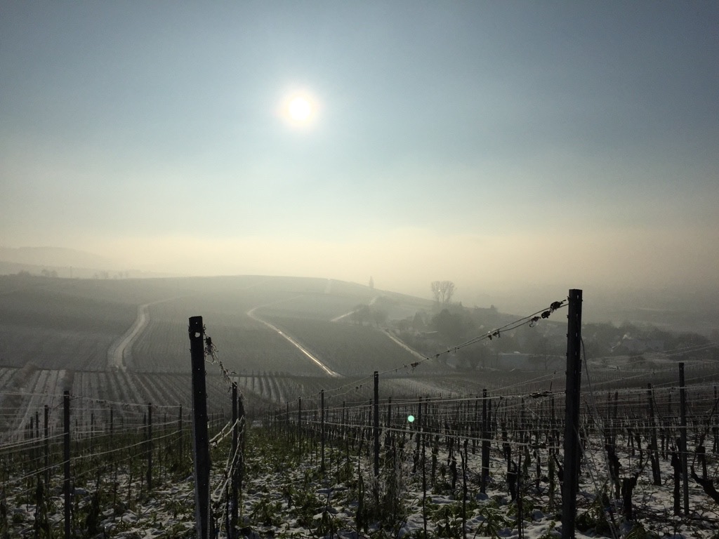 Wintersonne im Weinberg.jpg